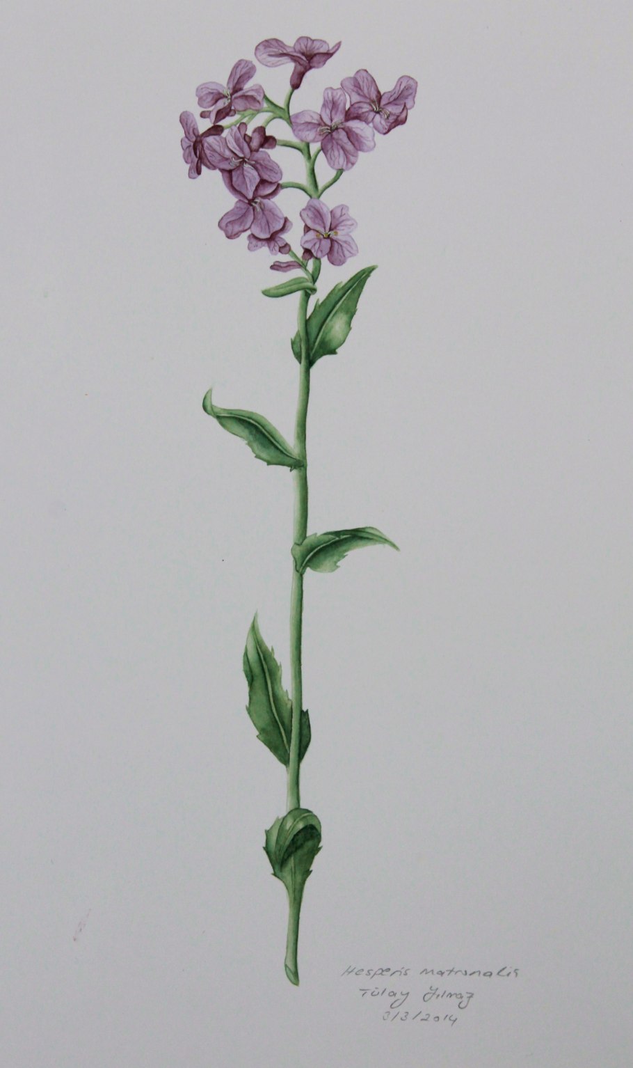 Вечерница плод