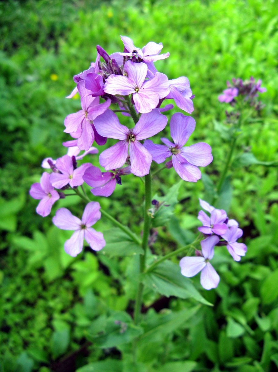 Вечерница густоволосистая