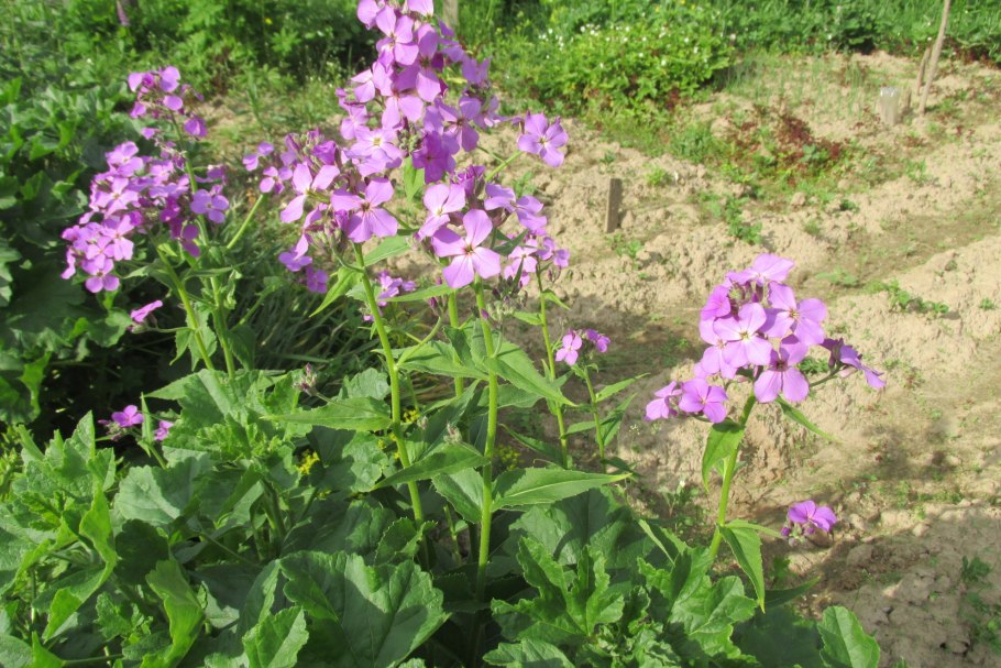 Хесперис вечерница Матроны