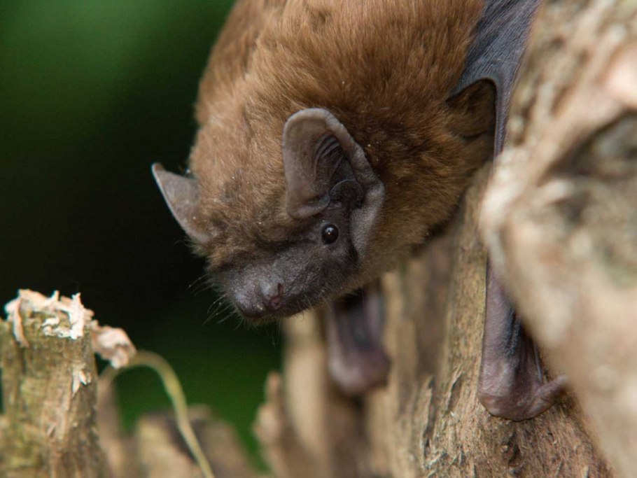 Вечерница Матроны (гесперис).