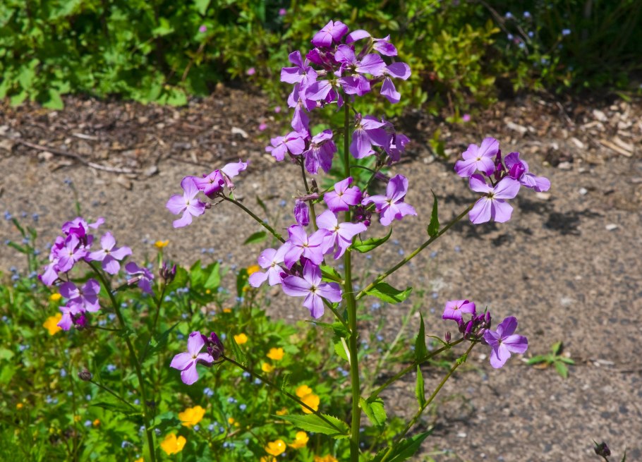 Рыжая вечерница спящие