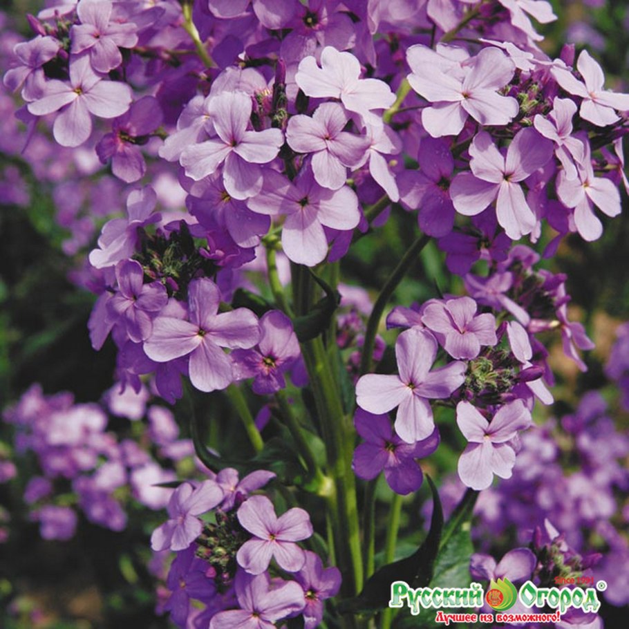 Вечерница густоволосистая