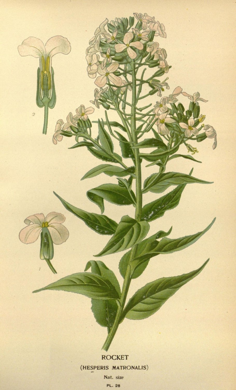 Хесперис ночная фиалка