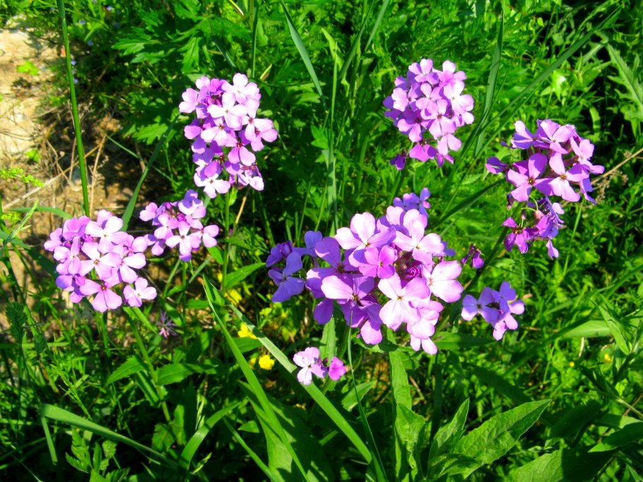 Рыжая вечерница строение крыла