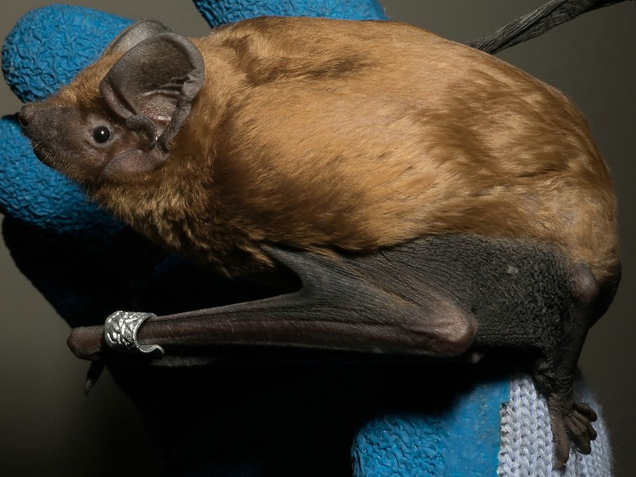 Рукокрылые обитатели Крым