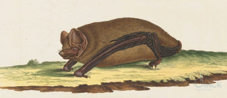 Ночная фиалка Hesperis matronalis