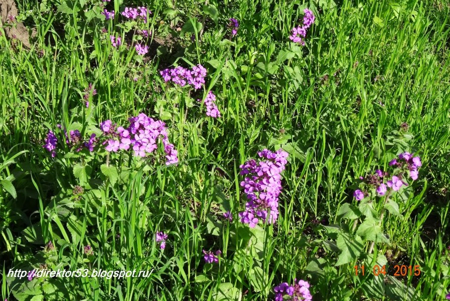 Малая вечерница Nyctalus leisleri