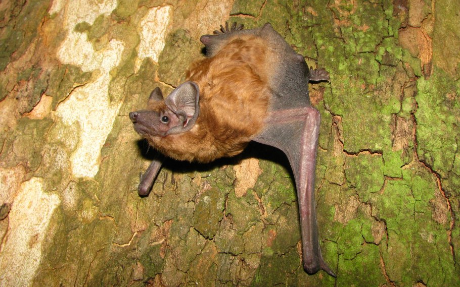 Вечерница Сибирская