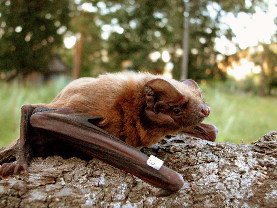 Ботаническая иллюстрация Вечерницы