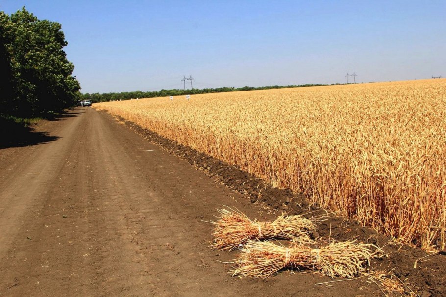 Засеянные поля Алтайского края