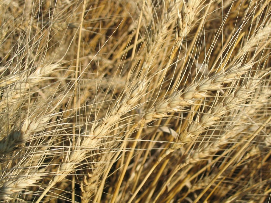 Засев озимой пшеницы