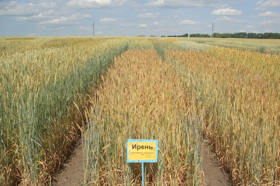 Сеяние пшеницы