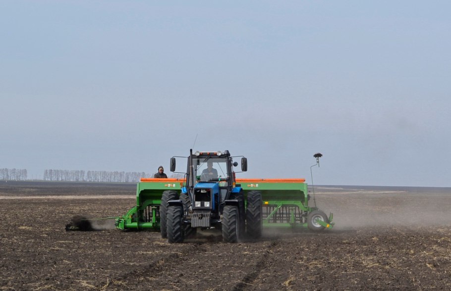 Злаковые овсюг