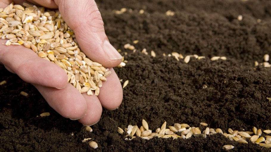 Всходы ярового ячменя