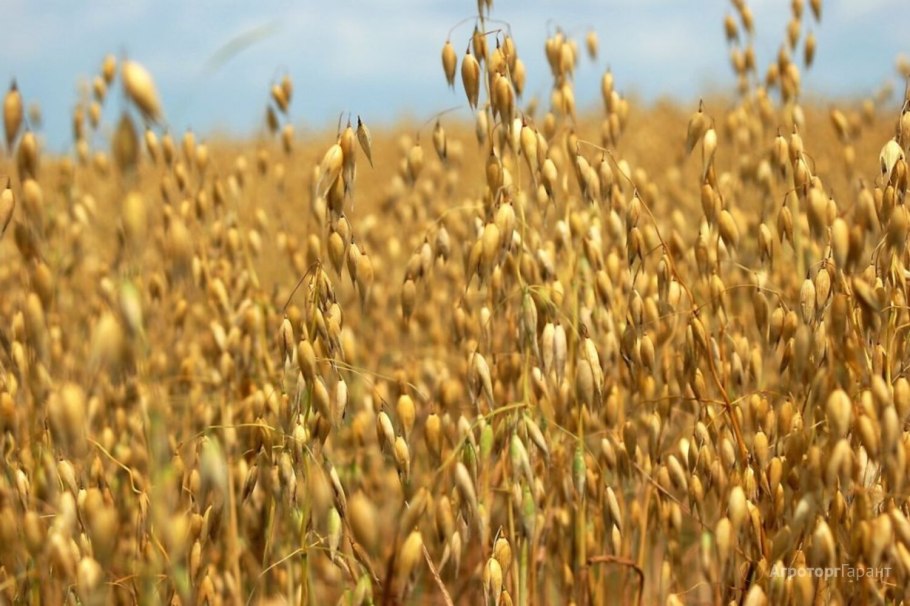 Царство рожь посевная