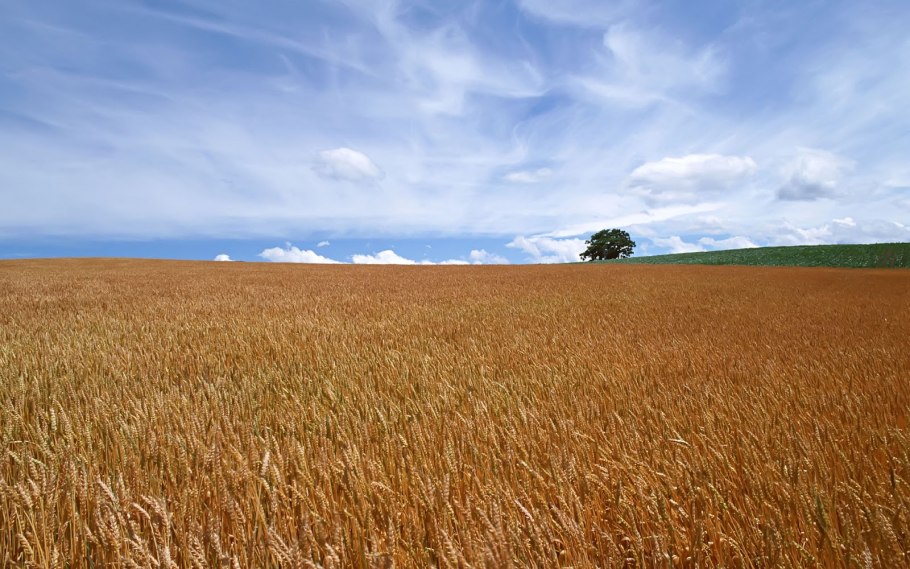 Семена сельскохозяйственных культур