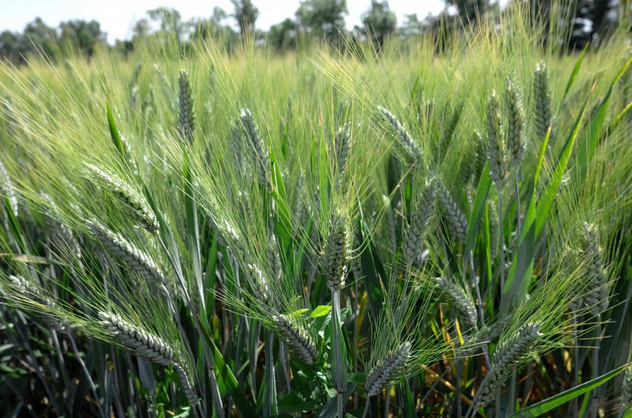 КФХ Думбров Сергей Иванович