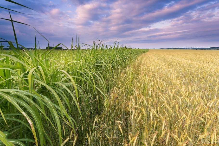 Посев озимых