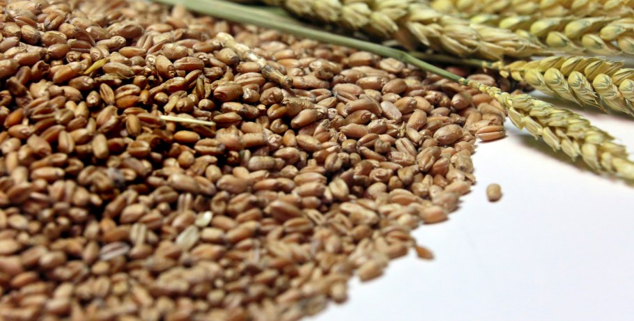 Посев зерна