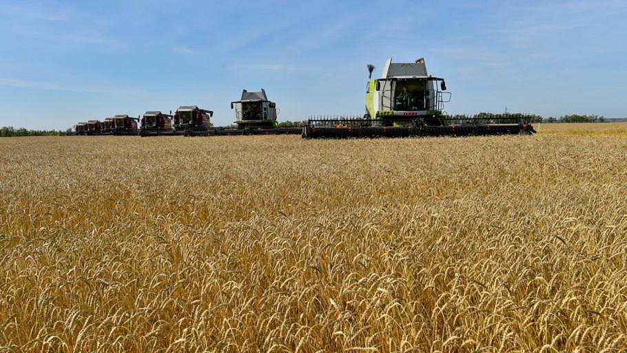 Пшеничное поле сверху