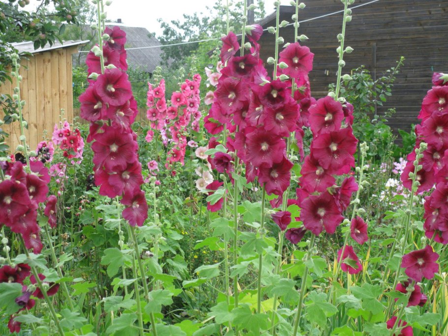 Мальвы цветы многолетники