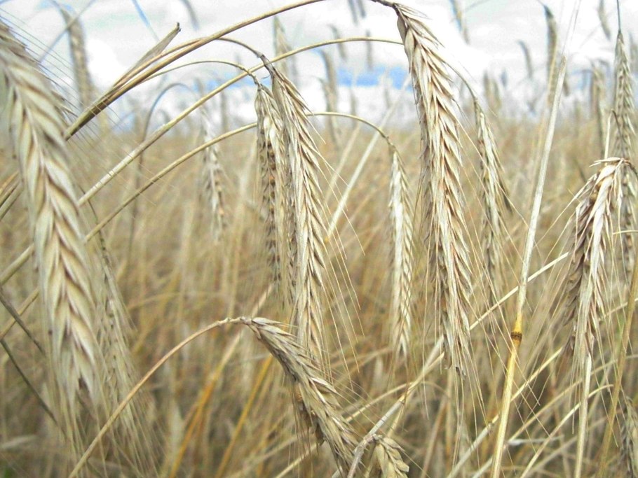 Всходы озимой пшеницы