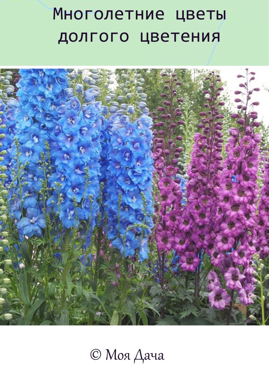 Дельфиниум многолетник