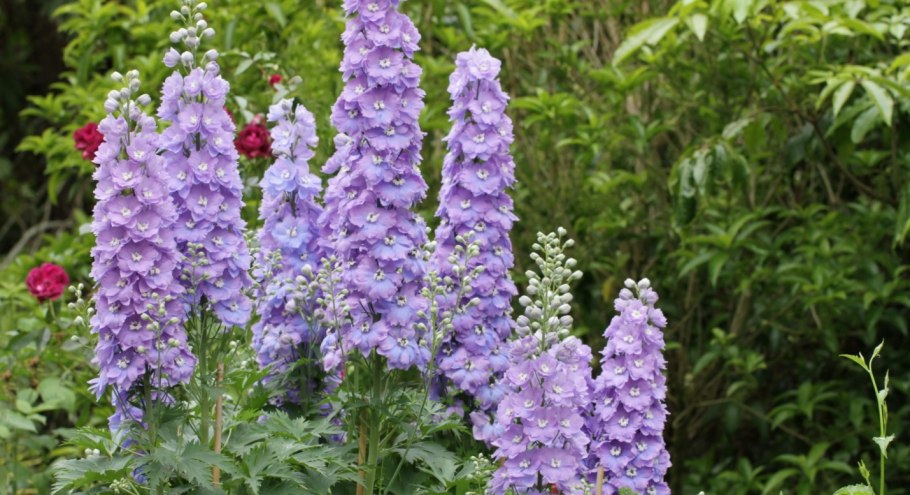 Дельфиниум гибридный