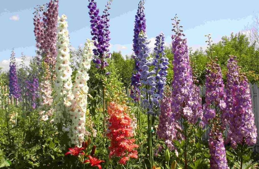 Дельфиниум и Мальва