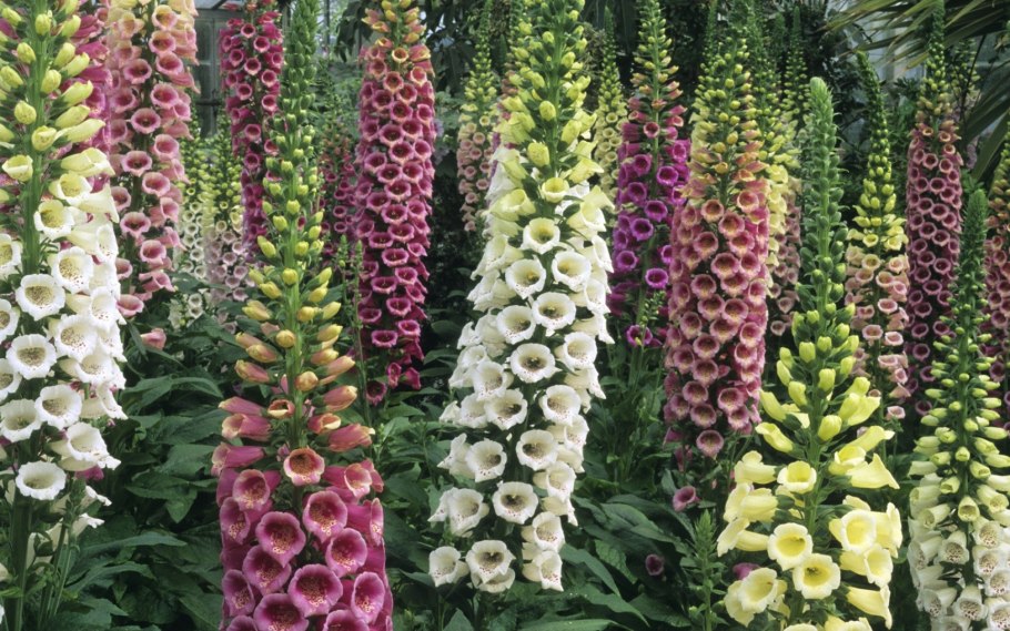 Наперстянка Эксельсиор смесь