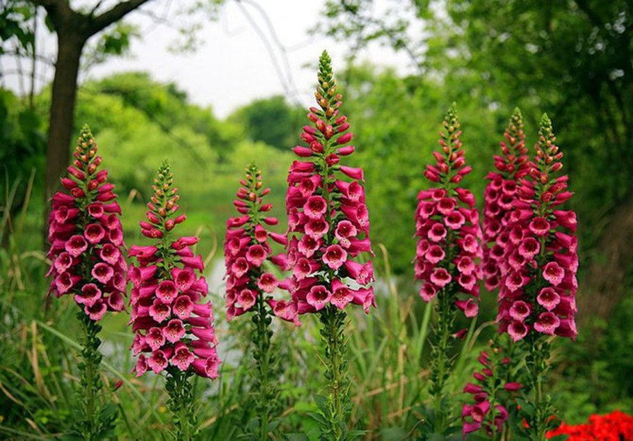 Наперстянка (digitalis)
