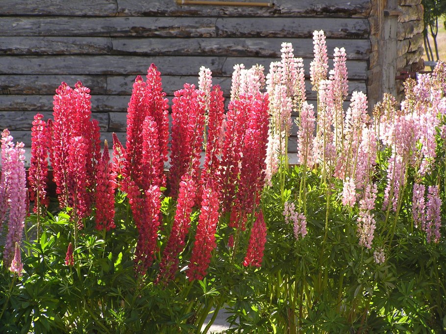 Высокорастущие цветы многолетники