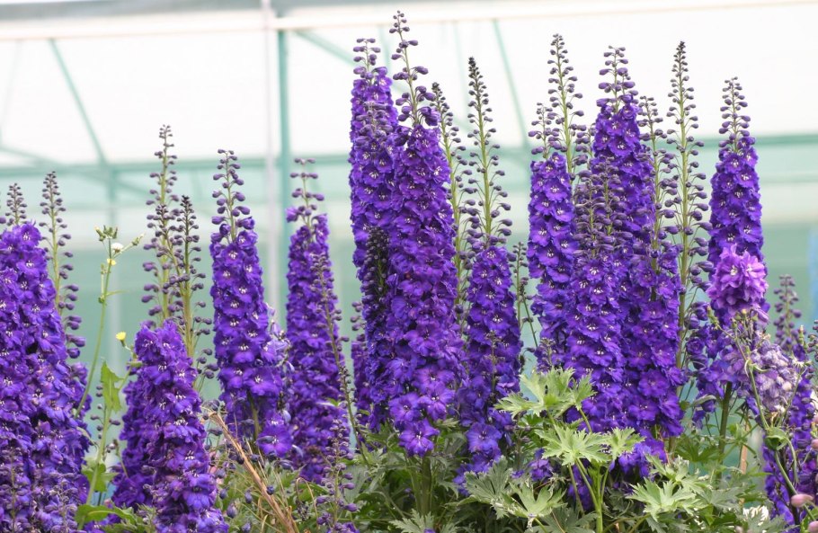 Дельфиниум сиреневый