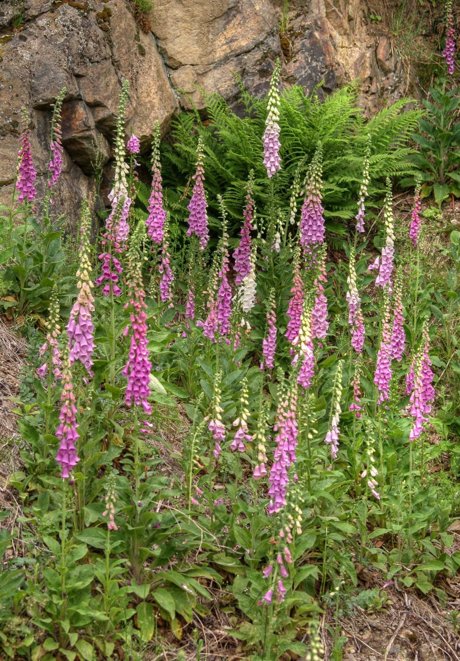Наперстянка спайс Айленд