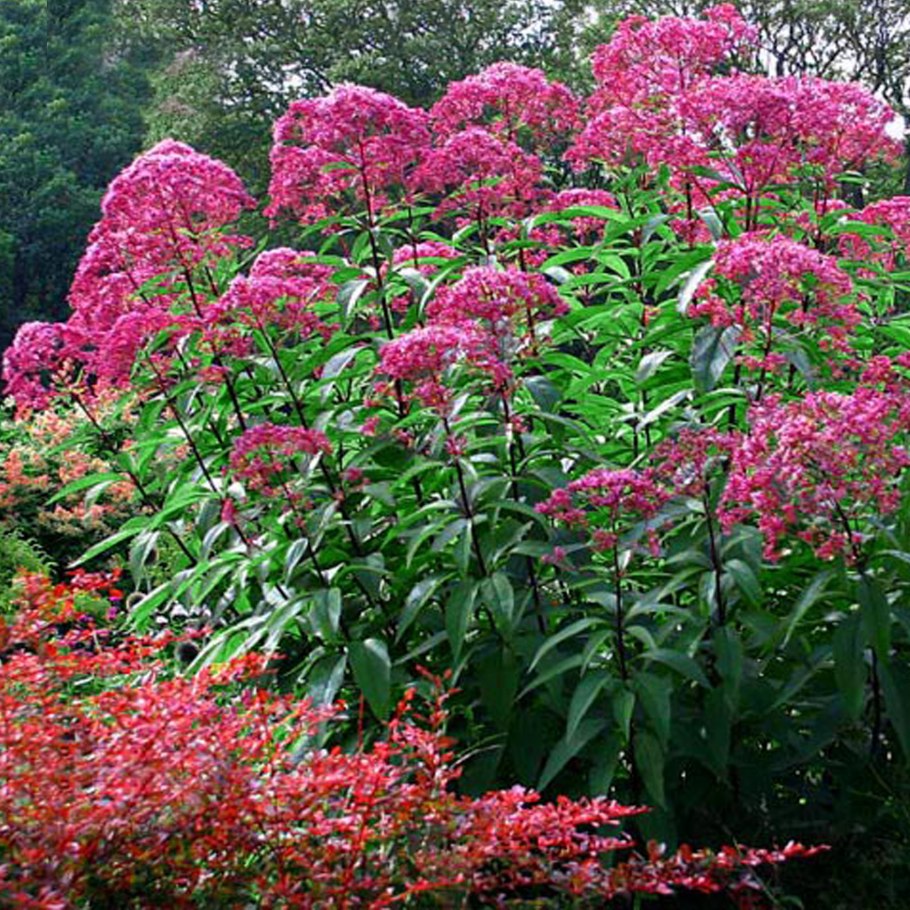 Посконник пятнистый (Eupatorium maculatum &#96;Atropurpureum&#96;)