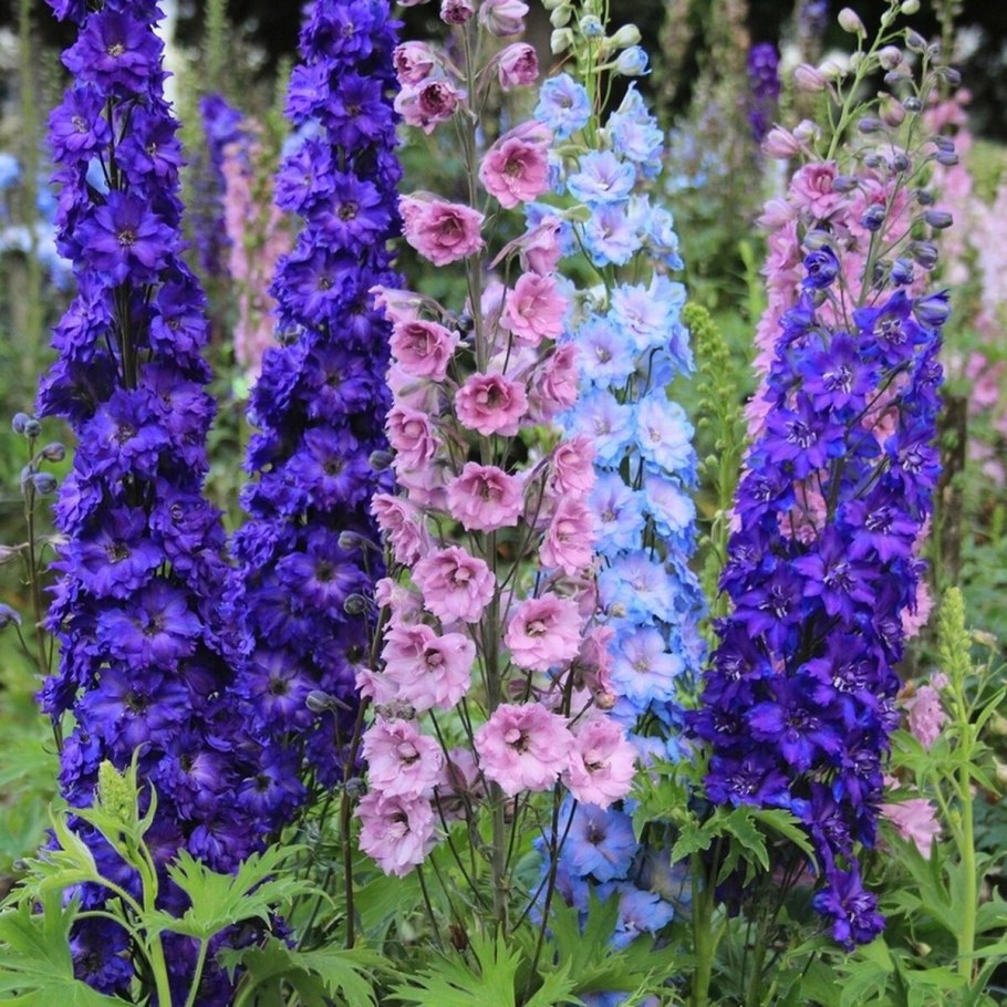 Дельфиниум новозеландский