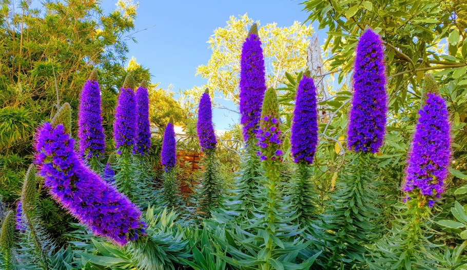 Неприхотливые цветы многолетники высокие