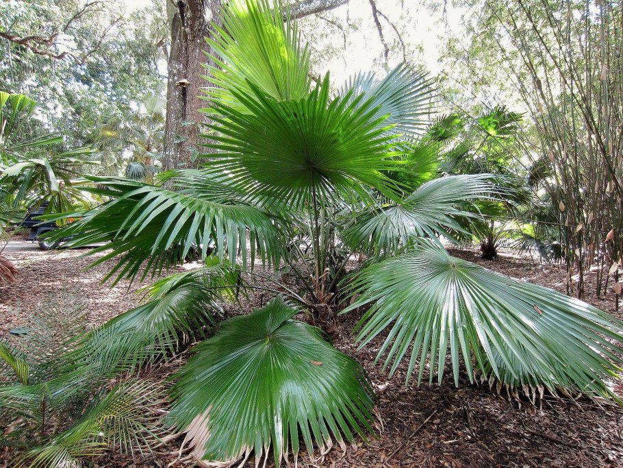 Ливистона Южная