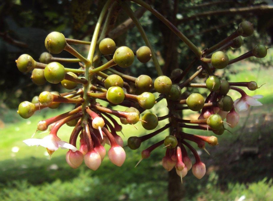 Аморфофаллус Титаниум