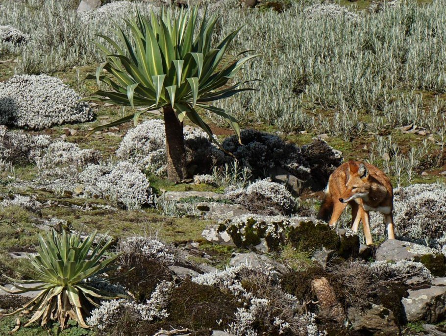 Финиковый дерево финиковый