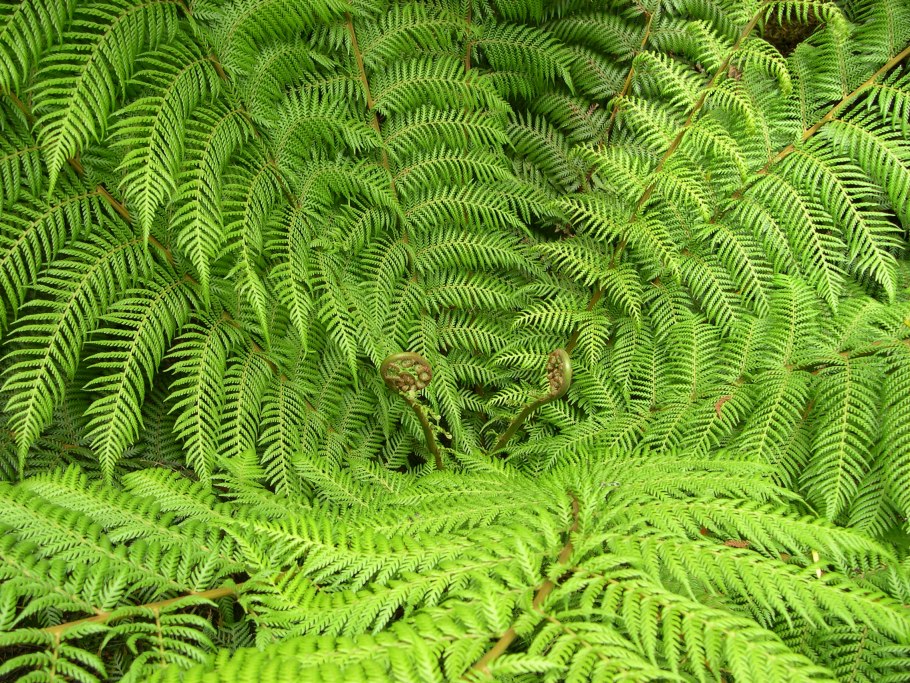 Многорядник Брауна