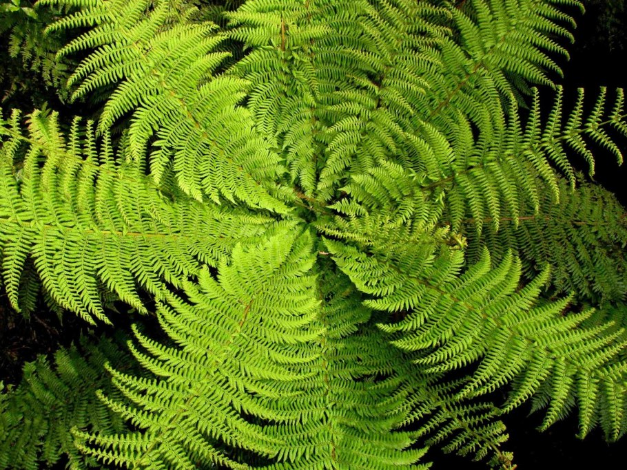 Трехлистный папоротник