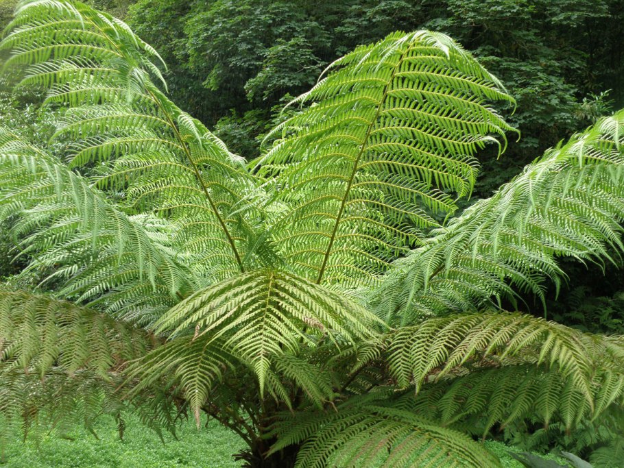 Биоразнообразие папоротников