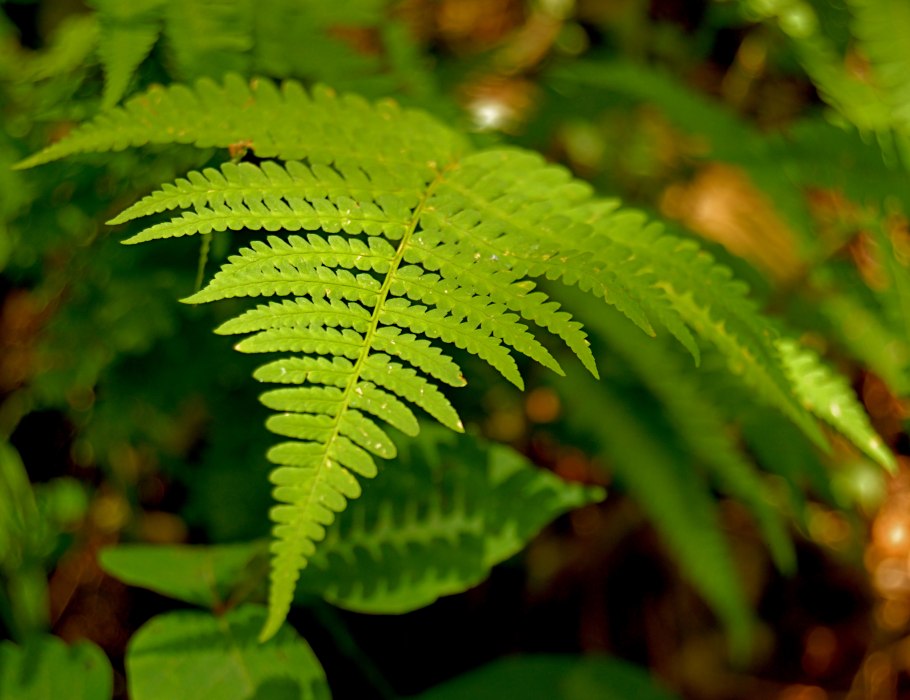 Dryopteris filix-mas