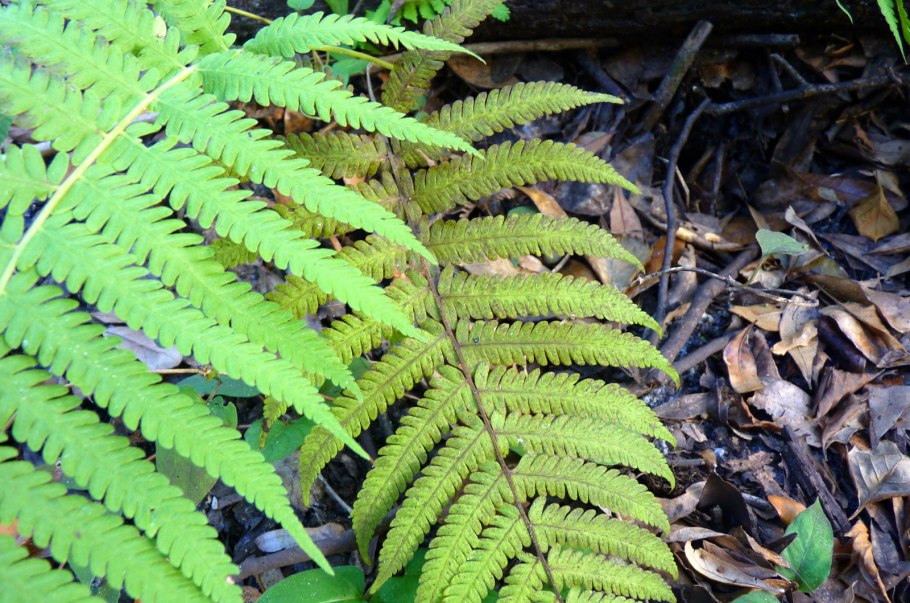 Черешок папоротника