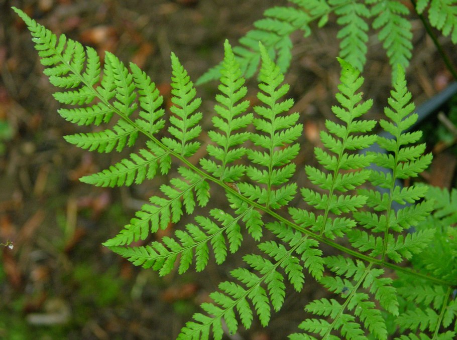 Папоротники в Пензенской области