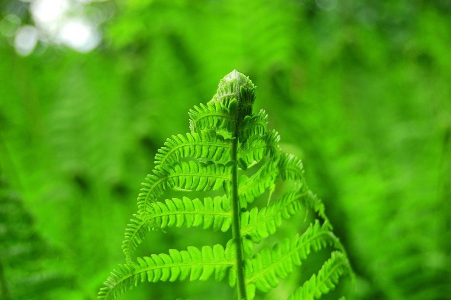 Папоротник мелколистный