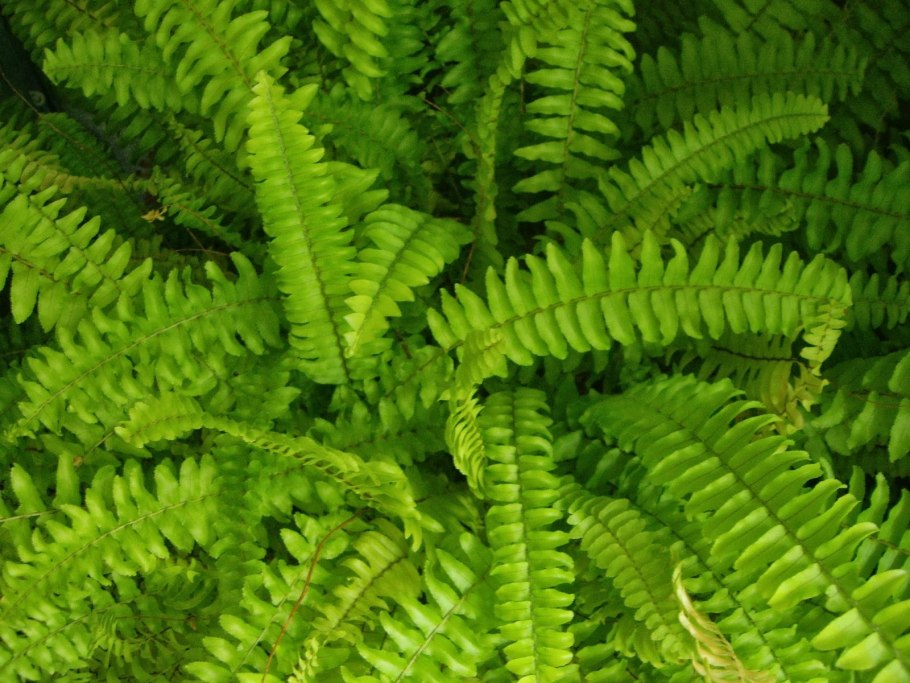 Страусник обыкновенный вайи