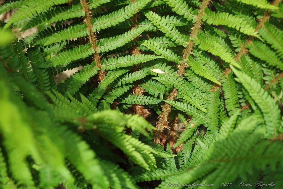 Dryopteris - Щитовник