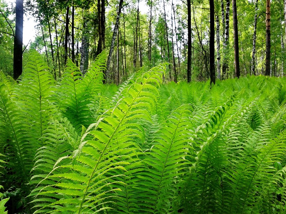 Щитовник мужской диктиостель